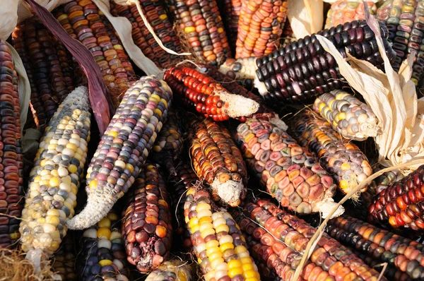 Indischer Mais auf Kolben — Stockfoto