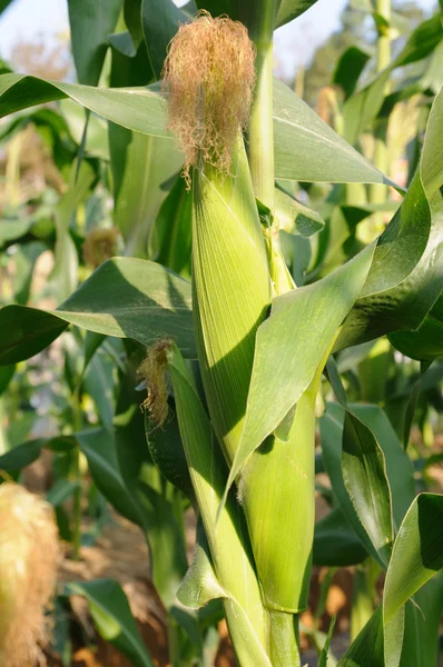 Kukuřice zelená rostlina — Stock fotografie