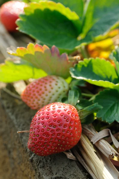 포도나무에 있는 딸기 — 스톡 사진