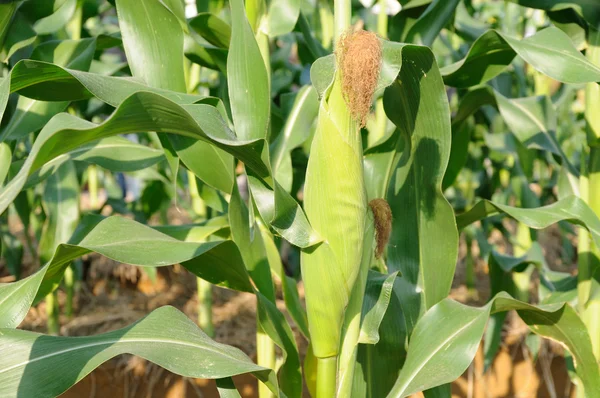 Green corn plant — Stock Photo, Image