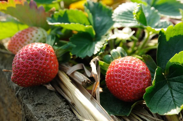 Erdbeeren am Weinstock — Stockfoto