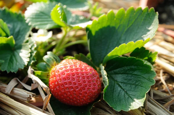 葡萄干上的草莓 — 图库照片