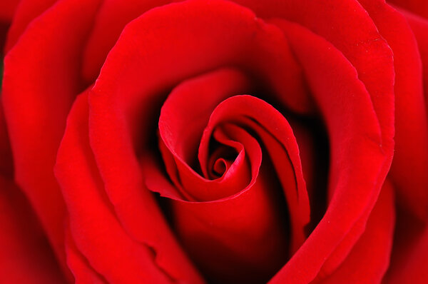 Close up of a beautiful red rose