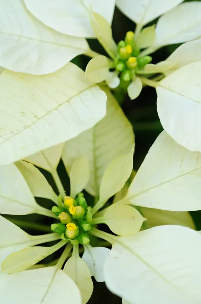 백색 포 인 세 티아 꽃 근접 촬영 — 스톡 사진
