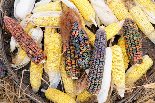 Кукурудзяні качани — стокове фото