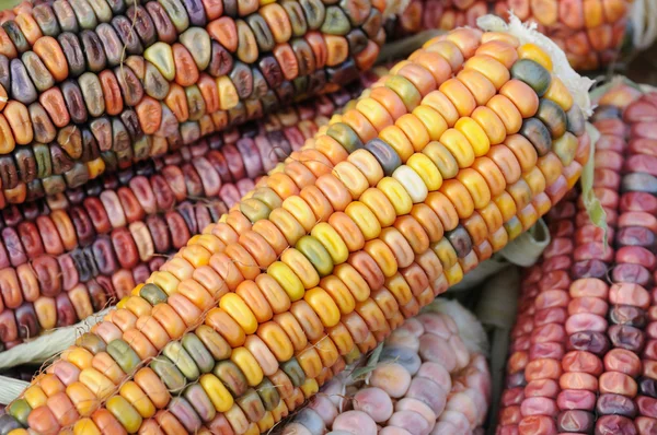 Індійська кукурудзи крупним планом — стокове фото