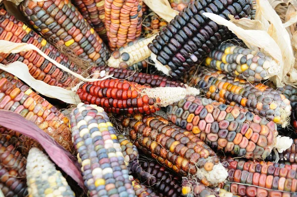 Indian corn na kolby — Zdjęcie stockowe