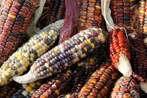 Indiai kukorica közelről — Stock Fotó