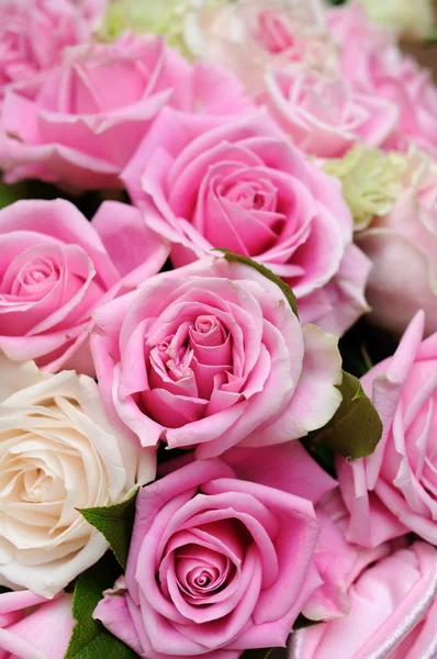 Closeup růžové růže — Stock fotografie