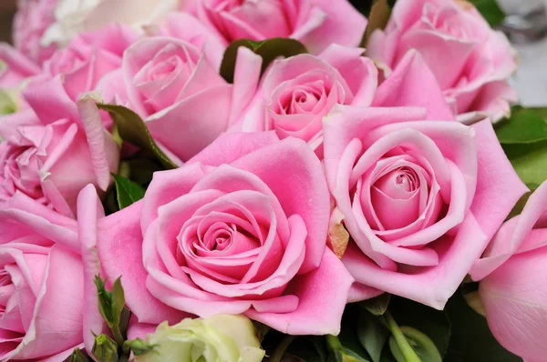 Rosa rosas close-up — Fotografia de Stock
