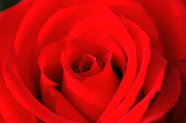 빨간 장미 근접 촬영 — 스톡 사진