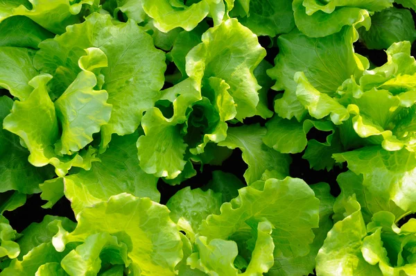Italienische Salatblätter — Stockfoto