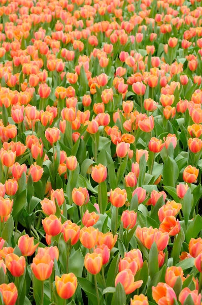 Oranje tulpen veld — Stockfoto