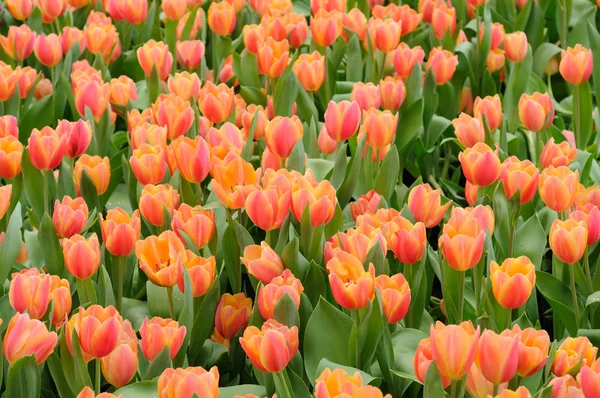 Oransje tulipanfelt – stockfoto