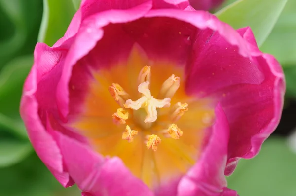 紫色郁金香雌蕊 — 图库照片