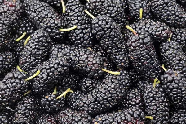 Blackberries background — Stock Photo, Image