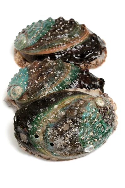 Abalones bruts — Photo