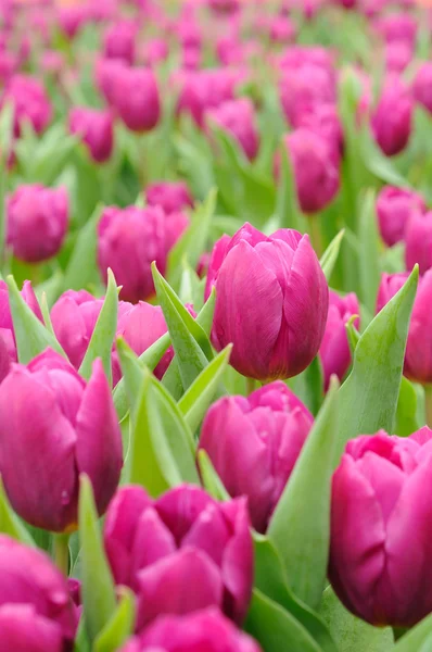 Tulipanes morados — Foto de Stock