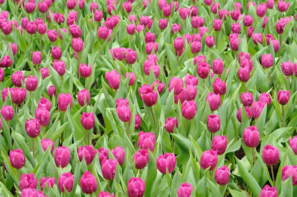 Fialové tulipány pole — Stock fotografie