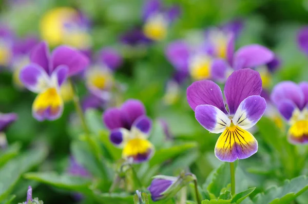 Paars-geel viooltjes — Stockfoto
