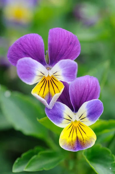 Viola-giallo margherite — Foto Stock
