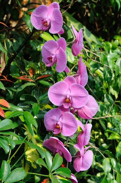 A cluster of purple orchids — Stock Photo, Image