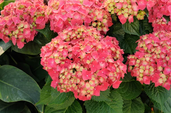 Pink hydrangea macrophylla — Stock Photo, Image