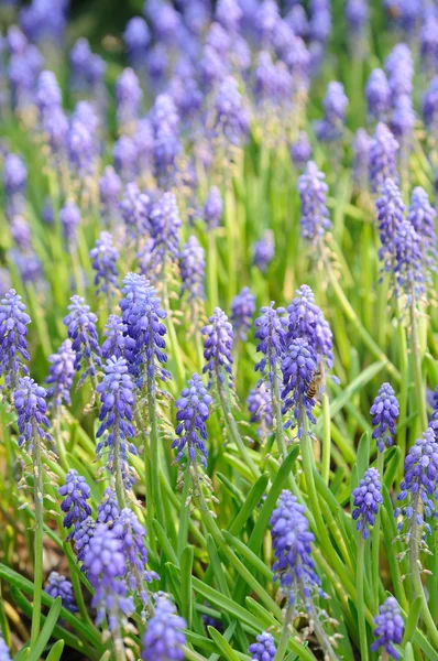 Bakgrund av druvor hyacint — Stockfoto
