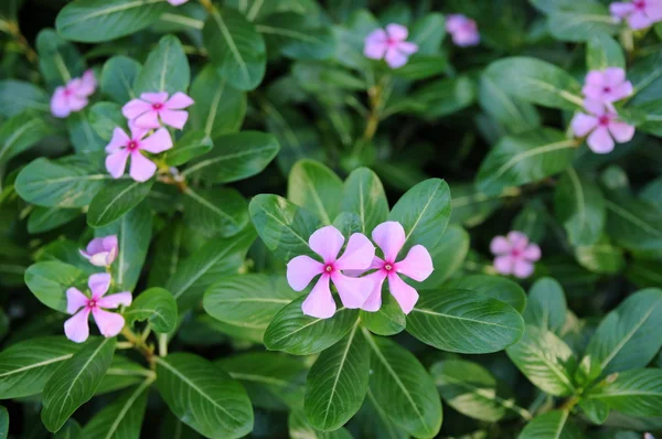 stock image Pink periwinkle flowers