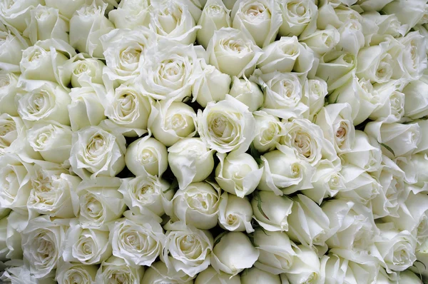Bílé růže pozadí — Stock fotografie