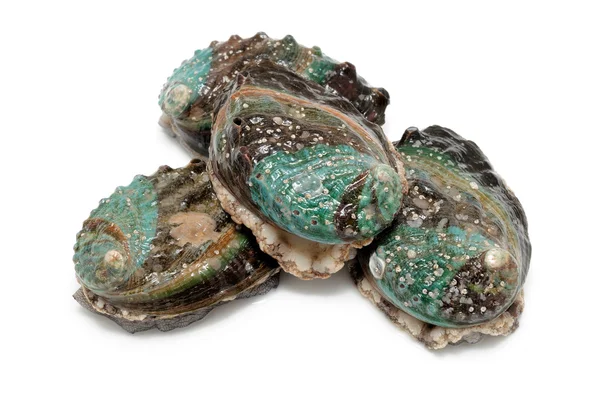 Raw abalones — Stock Photo, Image