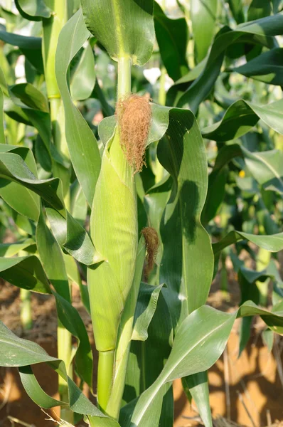 Planta de maíz verde — Foto de Stock