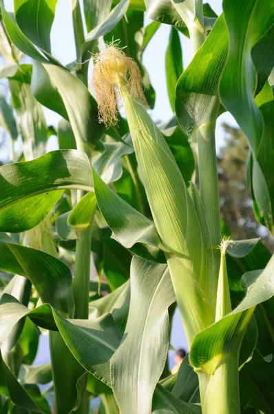 Zielona kukurydza roślin — Zdjęcie stockowe