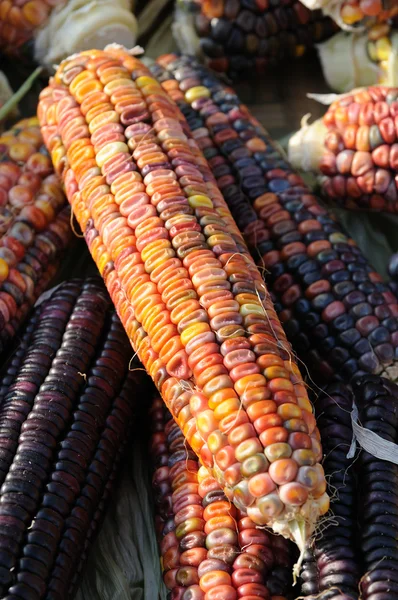 Індійська кукурудзи на качана — стокове фото
