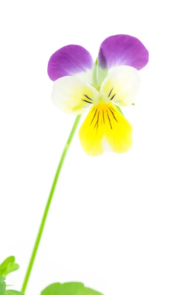 Pansy amarillo púrpura — Foto de Stock