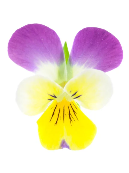 Pansy amarillo púrpura — Foto de Stock