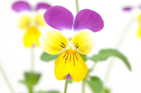 Pansy violet-jaune — Photo