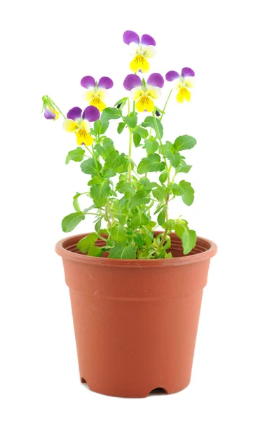 Pansy violet-jaune en pot — Photo