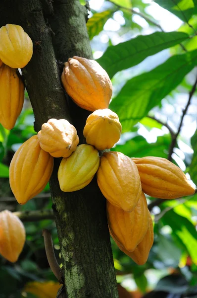 Kakao Kabukları — Stok fotoğraf