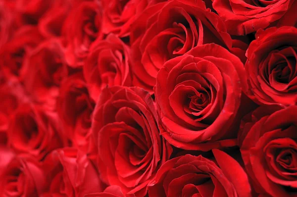 Rosa roja primer plano — Foto de Stock