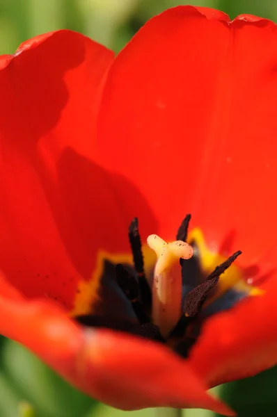 Rote Tulpe in Nahaufnahme — Stockfoto