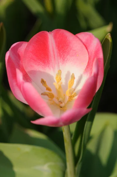 Красивый розовый тюльпан — стоковое фото