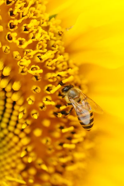 stock image Bee on sunflower