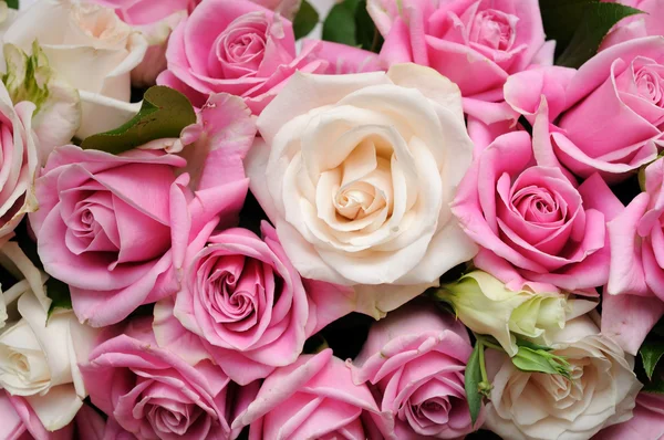 Розовые розы крупный план — стоковое фото