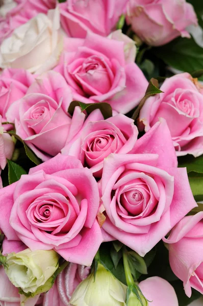 Closeup růžové růže — Stock fotografie