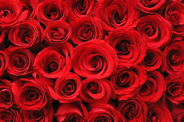 Червоні троянди фону — стокове фото