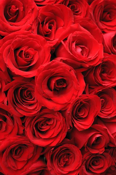 Růže červené pozadí — Stock fotografie