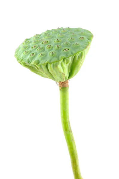 Lotus seed pod — Stock Photo, Image