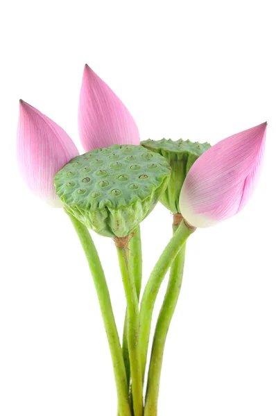Flores y vainas de loto —  Fotos de Stock