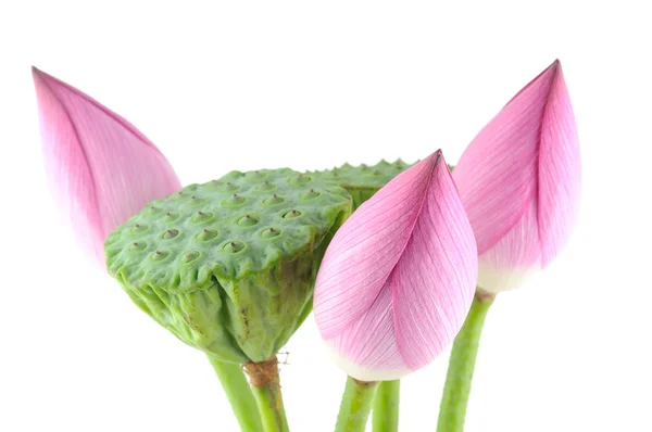 Kwiaty lotosu i strączki — Zdjęcie stockowe